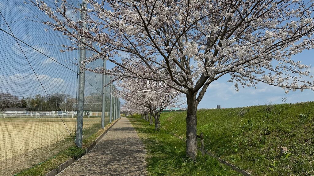 北川原公園のお花見