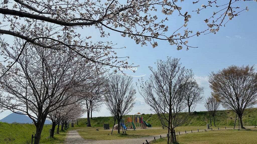 北川原公園の桜