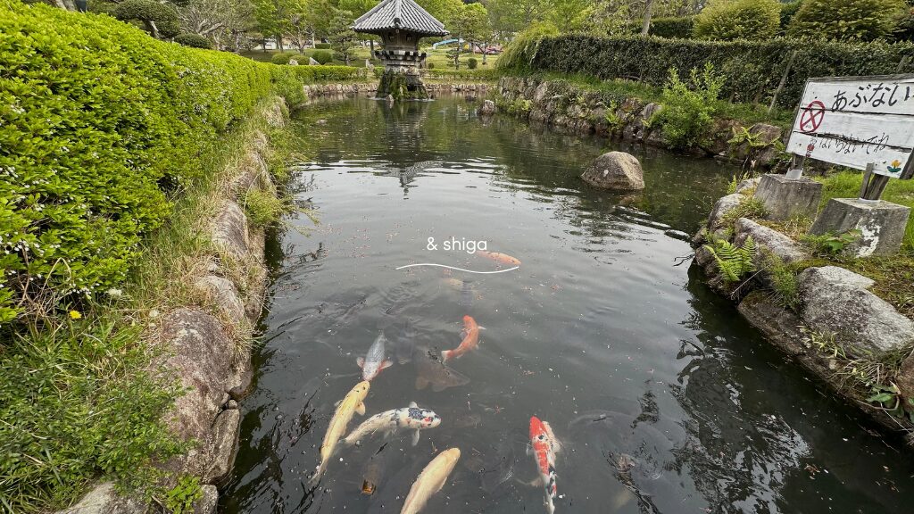 じゅらくの里の鯉の池
