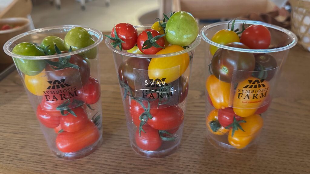 シンビオシスファームでミニトマト収穫
